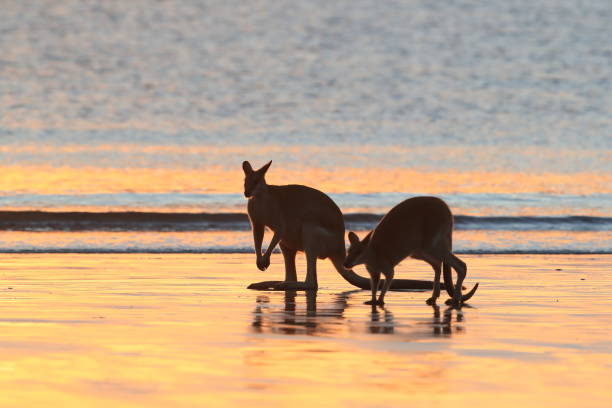 istock kangaroo on beach at sunrise, mackay, north queensland, australia 1164394683