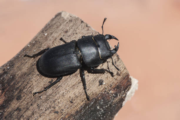 istock Dorcus parallelopipedus stag beetle medium-sized beetle that in autumn appears hibernating in the semi-hard trunks 1164394787
