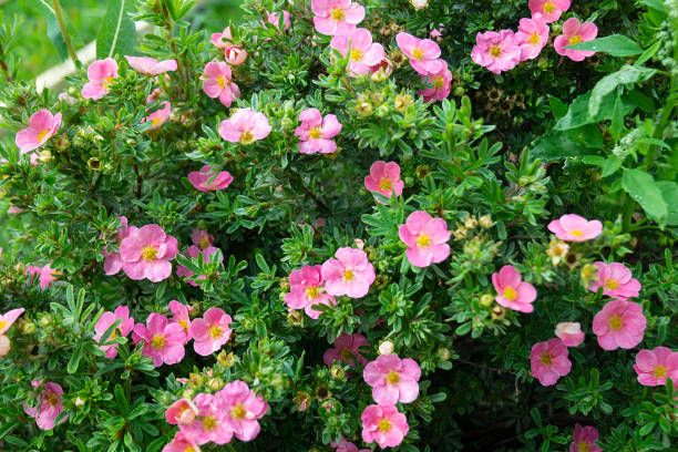 Potentilla fruticosa in year garden on background green sheet Potentilla fruticosa in year garden on background green sheet. Natural background from colour park leaf flower head saturated color stock pictures, royalty-free photos & images