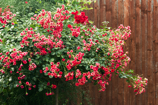 Beautiful red rose bush with small flower heads and lush foliage is on brown background.