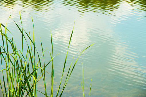 Young green reed grows on the shore of the reservoir