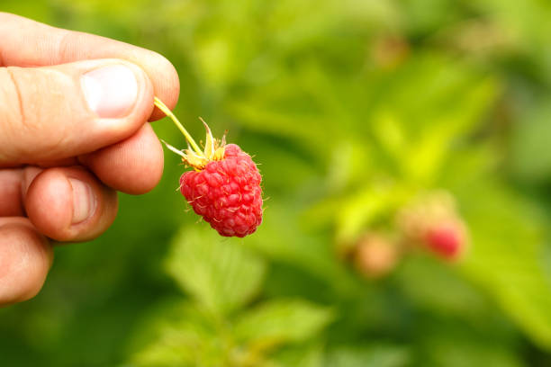 istock Hand holds ripe raspberry berry on the background of shrubs 1164396584