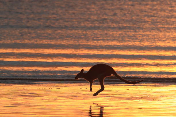 istock kangaroo on beach at sunrise, mackay, north queensland, australia 1164397167