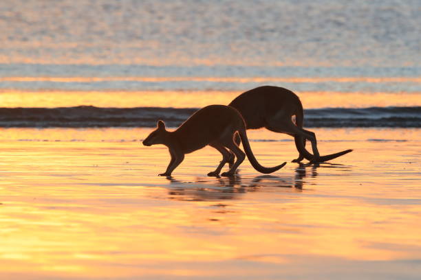 istock kangaroo on beach at sunrise, mackay, north queensland, australia 1164397199