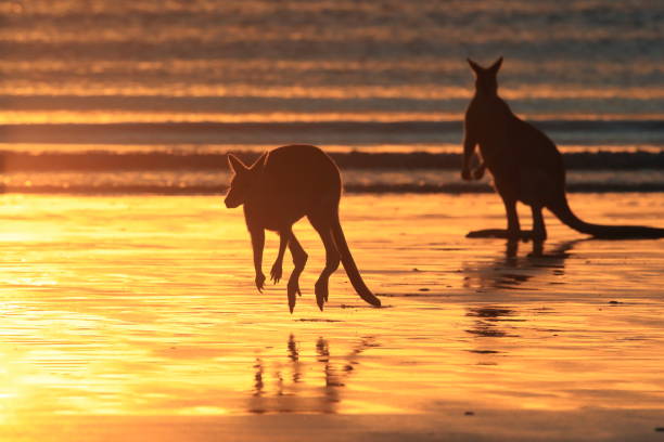 istock kangaroo on beach at sunrise, mackay, north queensland, australia 1164398513