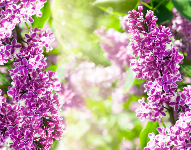 istock Purple lilac bush blooming 1164398518