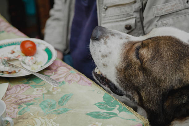 istock Dog wants food from human table 1164398611