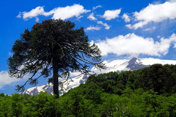 View on snow capped black cone of Volcano Llaima View on snow capped black cone of Volcano Llaima at Conguillio in central Chile framed by pine trees (Araucaria araucana) araucaria araucana stock pictures, royalty-free photos & images