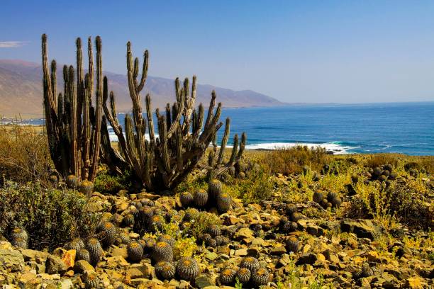 istock Cactuses (Eulychnia iquiquensis and Copiapoa tenebrosa) at coastline of Atacama desert 1164400007