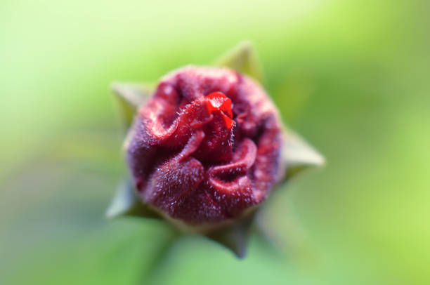 Red flower buds that will bloom, the outer side is still wrapped with young green leaves around the flower buds with a background of green gradations