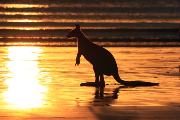 istock kangaroo on beach at sunrise, mackay, north queensland, australia 1164400090