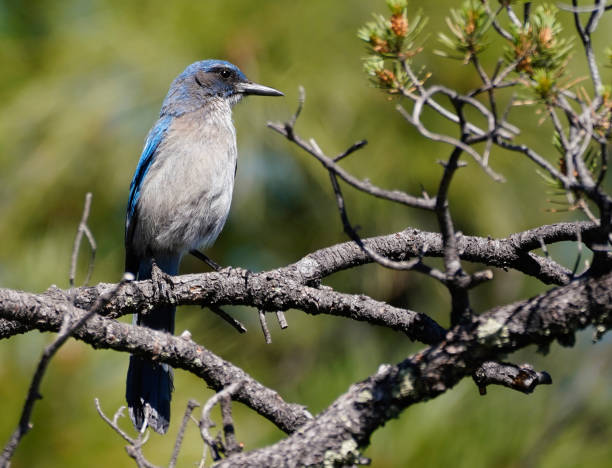 Close up of a beautiful grey breasted jay perched quietly on the branch of a pinion pine tree.