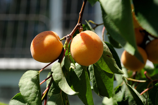 Apricot fruits on the background of green leaves on a natural apricot tree