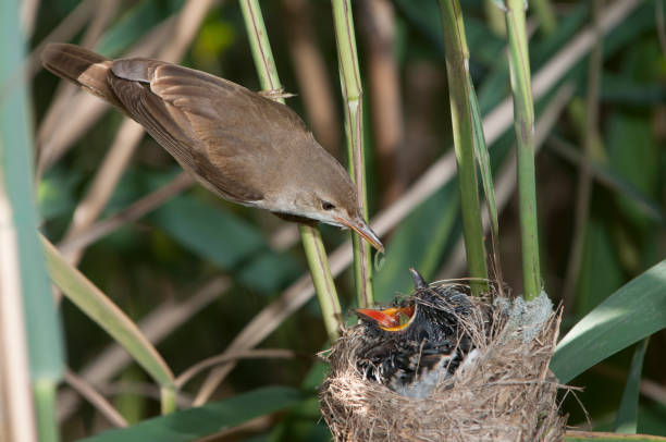 Reed warbler with cuckoo Reed warbler with cuckoo marsh warbler stock pictures, royalty-free photos & images