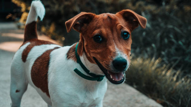 istock Friendly, beautiful dog Jack Russell. Photo 1164403587