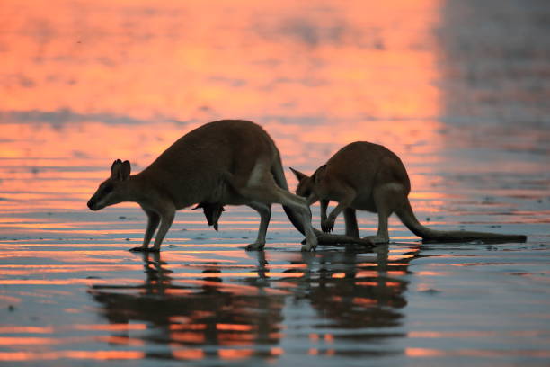 istock kangaroo on beach at sunrise, mackay, north queensland, australia 1164403938