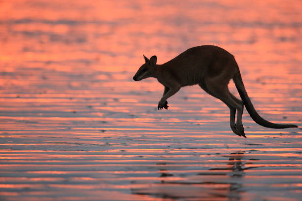 istock kangaroo on beach at sunrise, mackay, north queensland, australia 1164403982