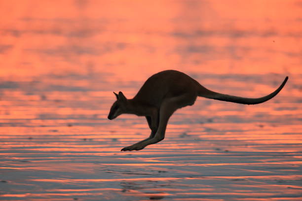 istock kangaroo on beach at sunrise, mackay, north queensland, australia 1164404734