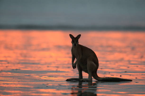 istock kangaroo on beach at sunrise, mackay, north queensland, australia 1164405006