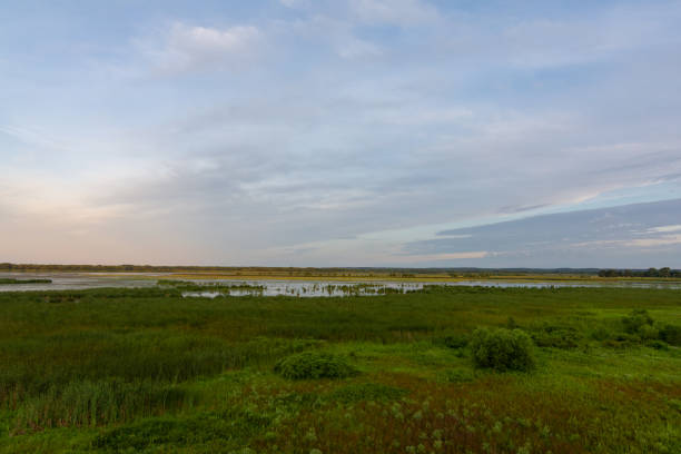istock View from the observation deck in Dixon Waterfowl Refuge at sunrise. 1164405173