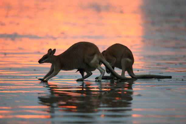istock kangaroo on beach at sunrise, mackay, north queensland, australia 1164405177