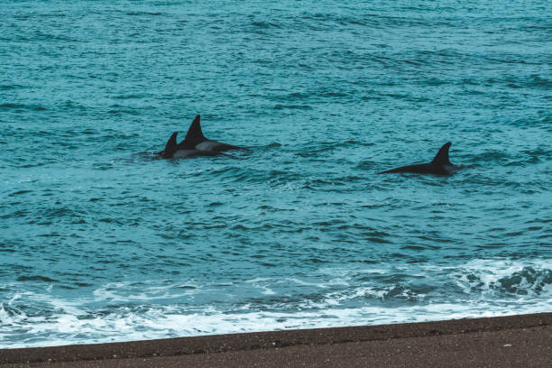 istock Orca, Patagonia, Argentina 1164405796