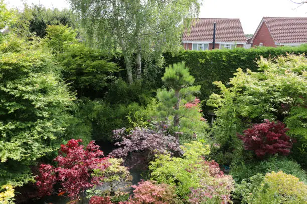 Photo of Image of landscaped oriental Zen domestic garden with Japanese red maples and Silver Birch surrounded by green Leyland cypress hedging (Cupressus x leylandii), dense evergreen hedge providing privacy from neighbouring houses