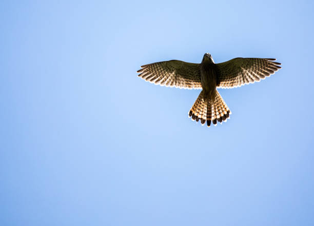 zurück beleuchteter turmfalke im flug - kestrel hawk beak falcon stock-fotos und bilder