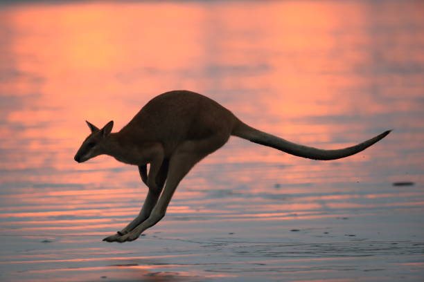 istock kangaroo on beach at sunrise, mackay, north queensland, australia 1164406101