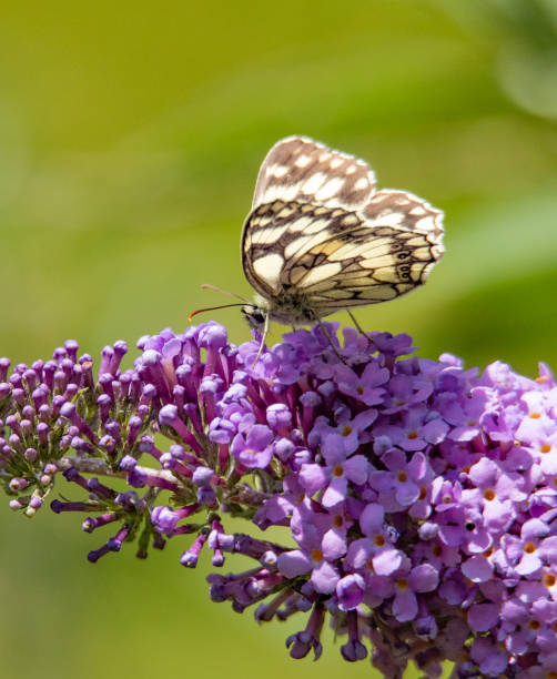 istock Marbled White Butterfly on some lovely Buddleia 1164406191