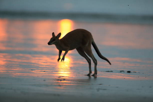 istock kangaroo on beach at sunrise, mackay, north queensland, australia 1164406266