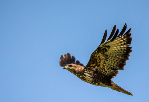 buzzard in flight - rough legged hawk bird of prey hawk animals in the wild imagens e fotografias de stock