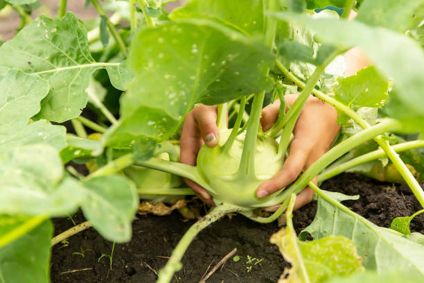 This variety is mild flavoured, juicy and sweet.