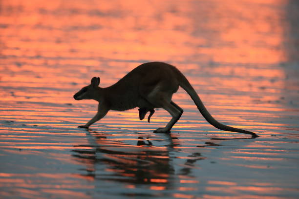 kangaroo on beach at sunrise, mackay, north queensland, australia