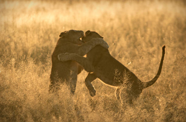 istock young lion at sunrise 1164408286