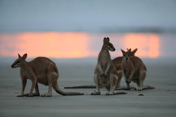 istock kangaroo on beach at sunrise, mackay, north queensland, australia 1164408304