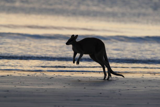 istock kangaroo on beach at sunrise, mackay, north queensland, australia 1164408329