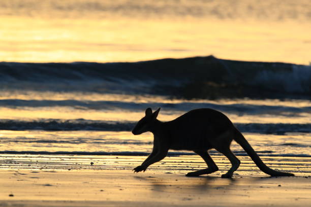 istock kangaroo on beach at sunrise, mackay, north queensland, australia 1164408389
