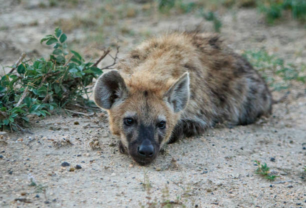 istock young hyena lying on the soil 1164408716