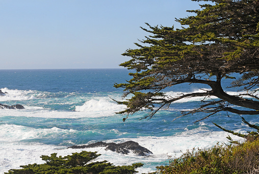 Pacific Ocean behind Monterey cypress from Point Lobos State Reserve, Carmel (Big Sur), California, USA. Monterey Bay National Marine Sanctuary.