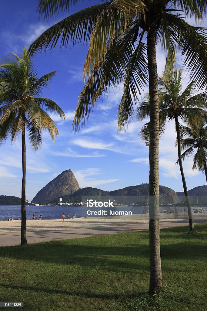 Zuckerhut in Rio de Janeiro - Lizenzfrei Baum Stock-Foto