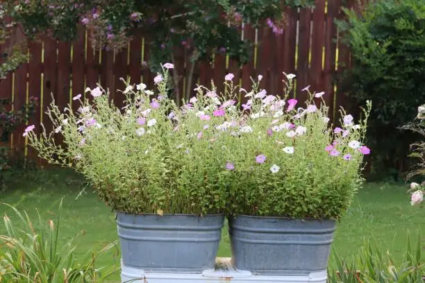 Photo of Washtubs