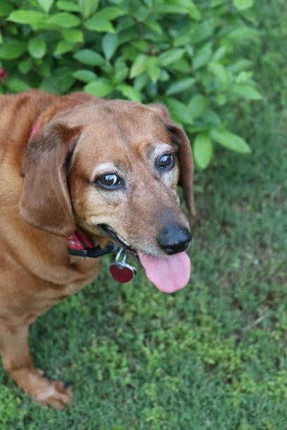 segugio di coon redbone - redbone coonhound foto e immagini stock