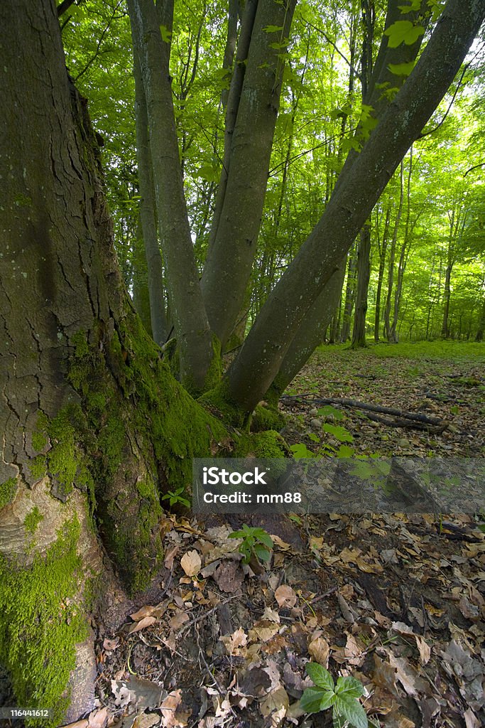 Lasy liściaste - Zbiór zdjęć royalty-free (Bez ludzi)