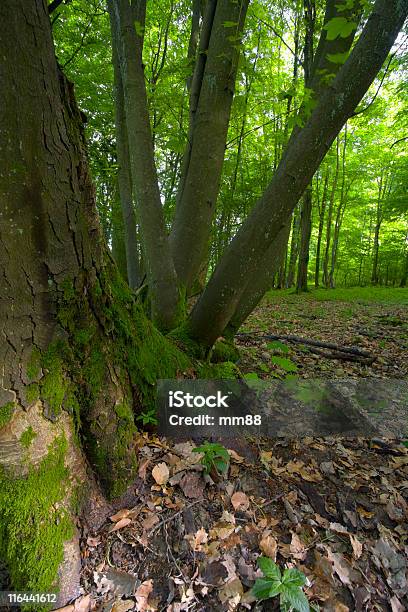 Lasy Liściaste - zdjęcia stockowe i więcej obrazów Bez ludzi - Bez ludzi, Brązowy, Buk - drzewo