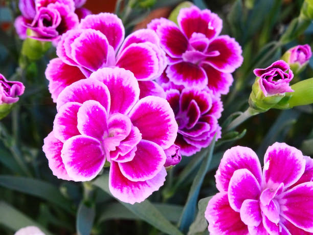 istock Close-up of a group of pink tiny Carnations, scientific name, Dianthus microlepis 1164416566