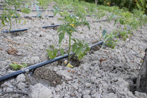 istock Close Up Drip Irrigation System. Water-saving drip irrigation system used in a tomato field. 1164416640