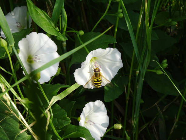 hoverfly auf der weißen blume einer hecke bindweed - hoverfly nature white yellow stock-fotos und bilder