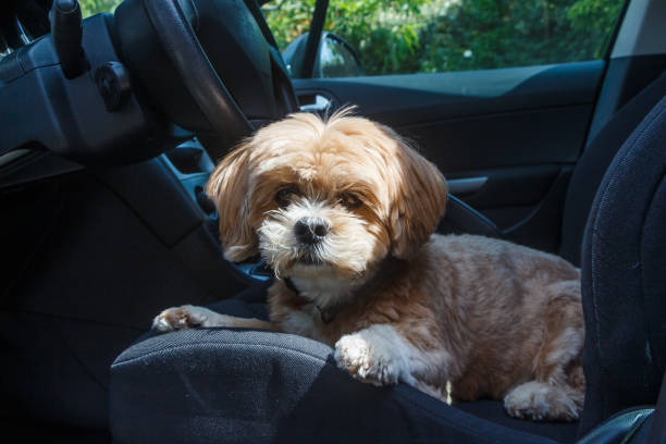 istock Lhasa Apso dog in a car 1164418369
