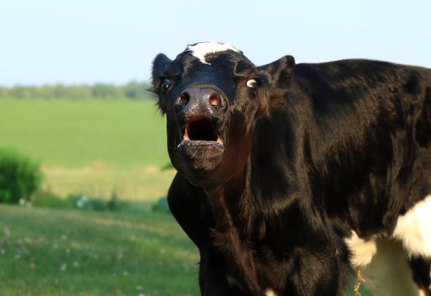istock Very young black and white calf mooing loudly 1164419119